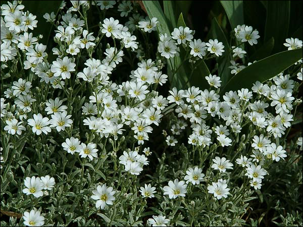 Silver Carpet (Cerastium tomentosum)
The flowers of Silver Carpet are superior to the  species Snow in the Summer.